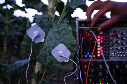 Hallottad már a gombákat dalolni? A természet rejtett dallama és ami mögötte van