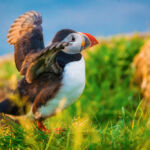 Egy gyönyörű sziget, ahol ingyen lakhatsz, ha esténként madarakat számolsz
